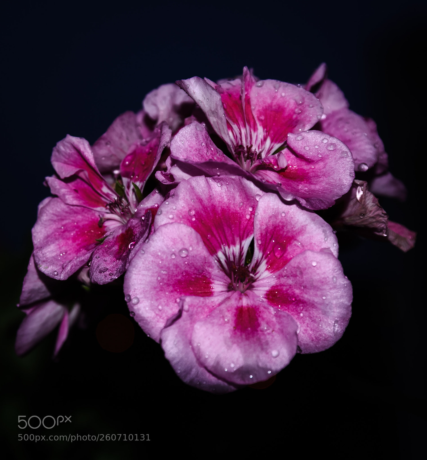 Nikon D7000 sample photo. Flower photography