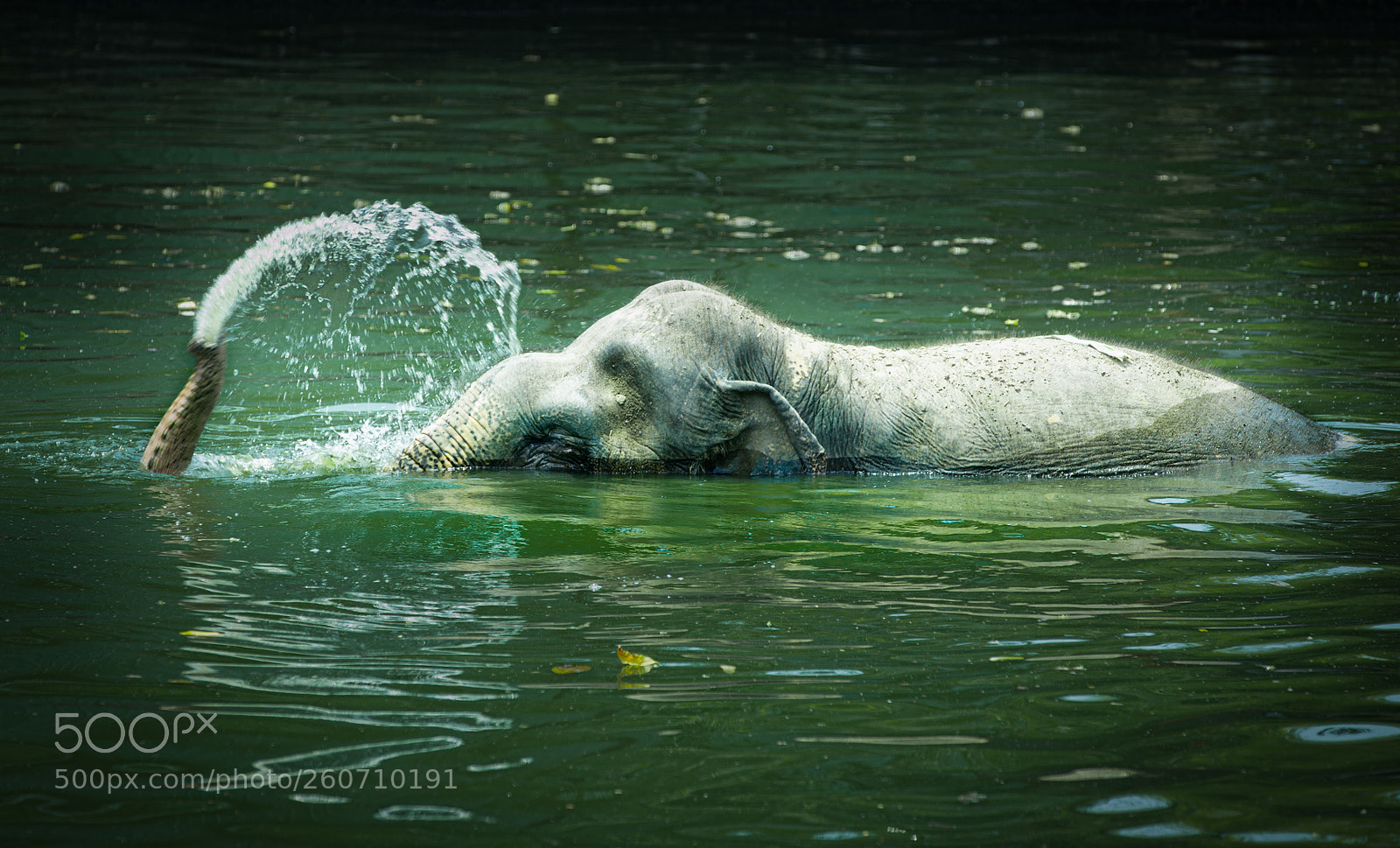 Canon EOS 6D Mark II sample photo. Life in action photography