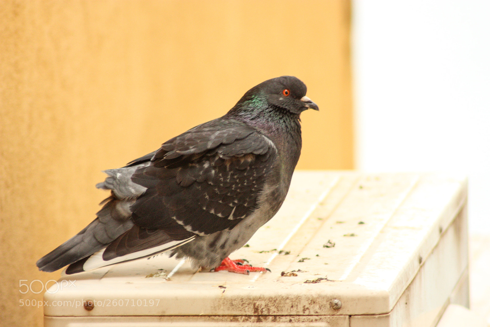 Canon EOS 450D (EOS Rebel XSi / EOS Kiss X2) sample photo. Box with poop photography