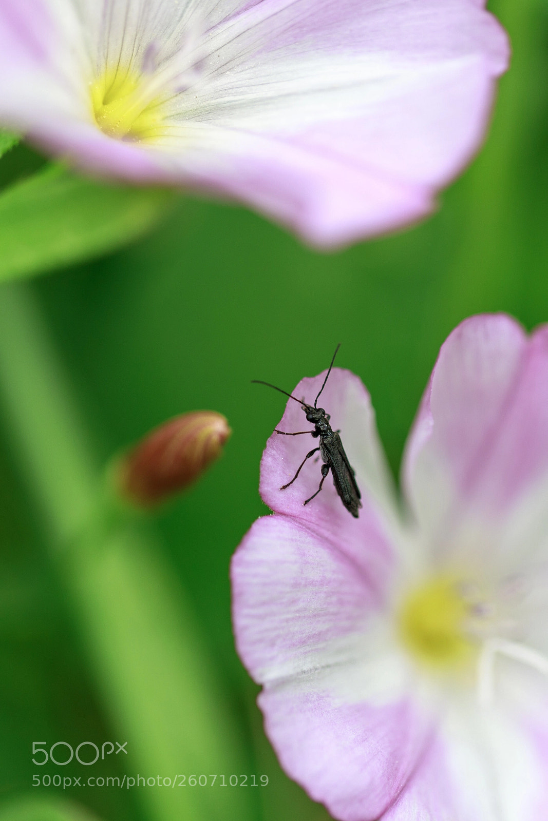 Canon EOS 5D Mark IV sample photo. Small black bug photography