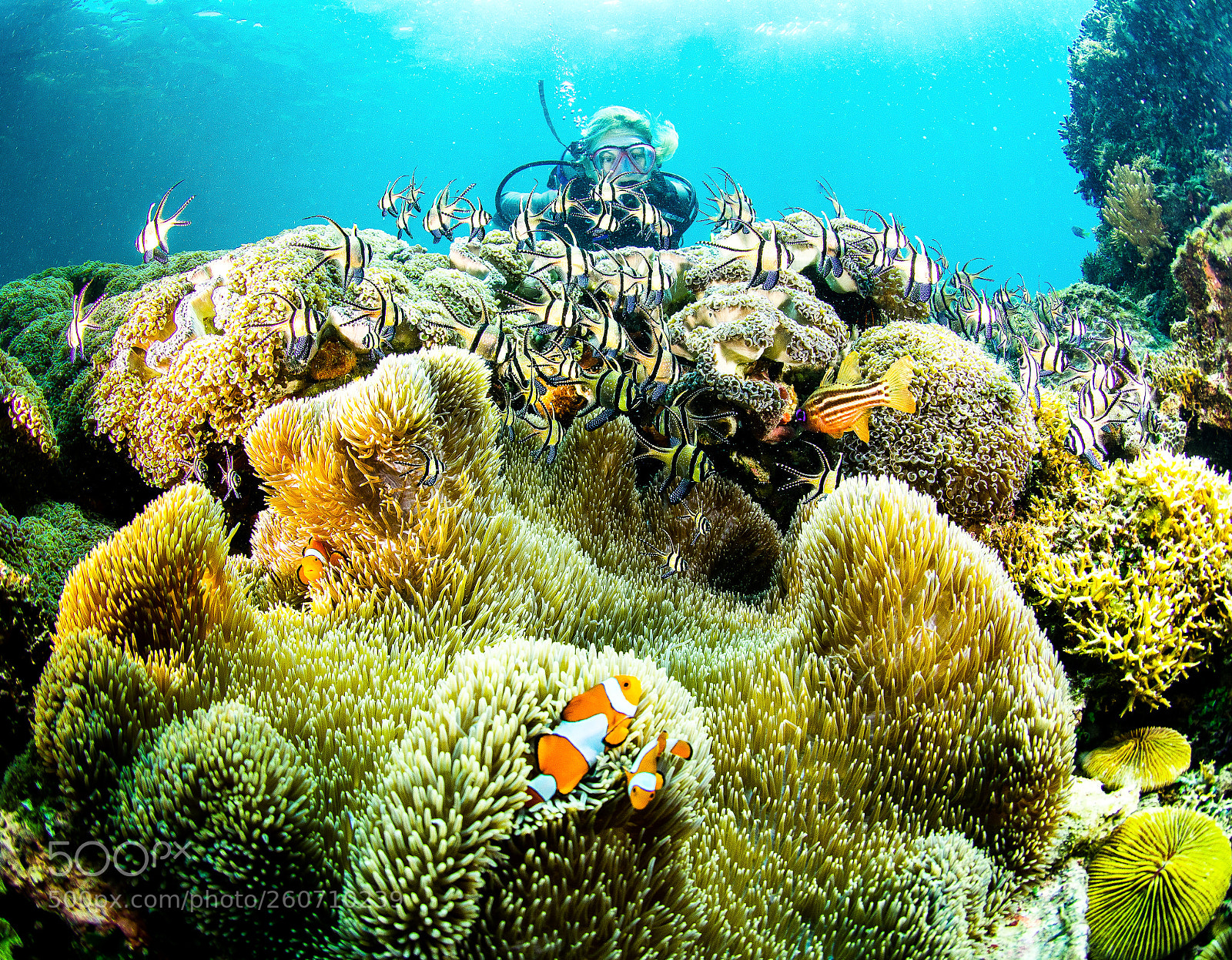 Nikon D7100 sample photo. Clown fishes cardinals fishes photography