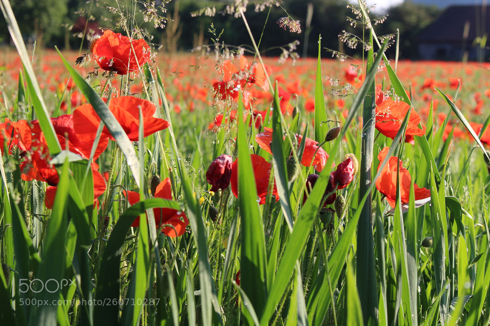 Canon EOS 100D (EOS Rebel SL1 / EOS Kiss X7) sample photo. Gentil coquelicot photography
