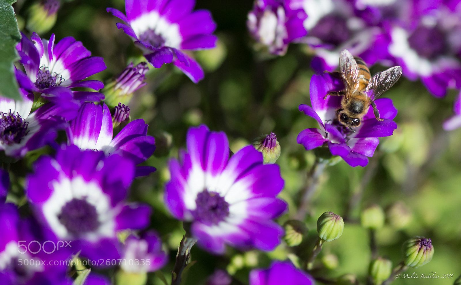 Nikon D800 sample photo. Afbo photography