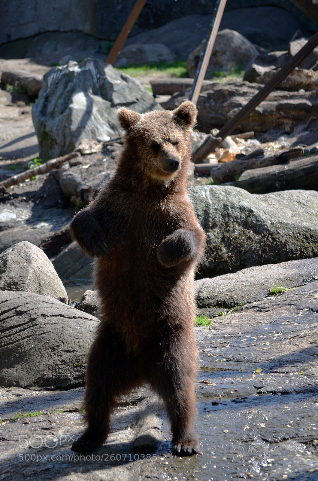 Nikon D5100 sample photo. Bear photography