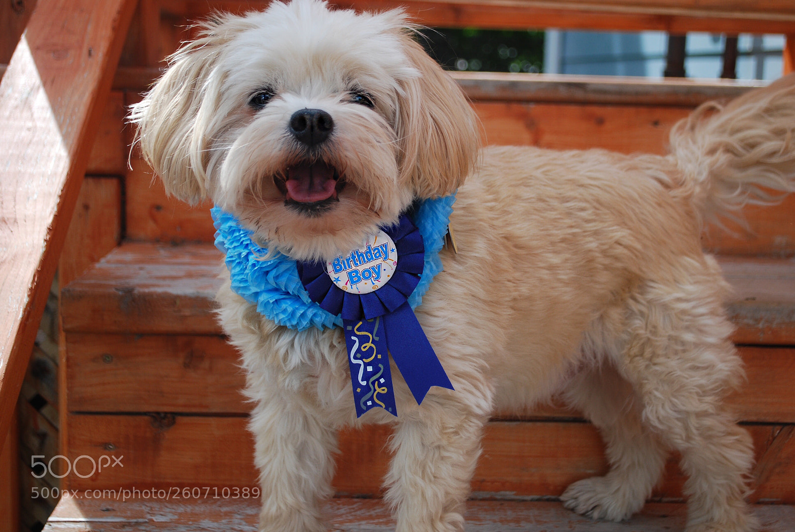 Nikon D60 sample photo. Happy 11th birthday, sir photography