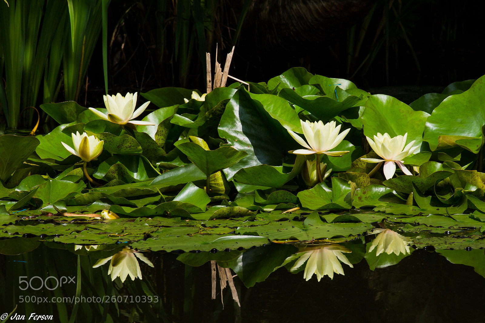 Canon EOS 6D sample photo. Water lilies photography