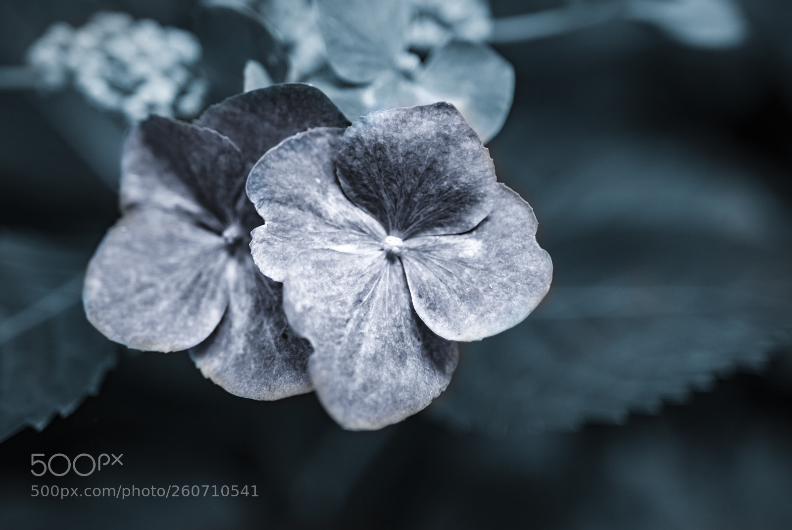 Sony a6300 sample photo. Hydrangea blooms photography