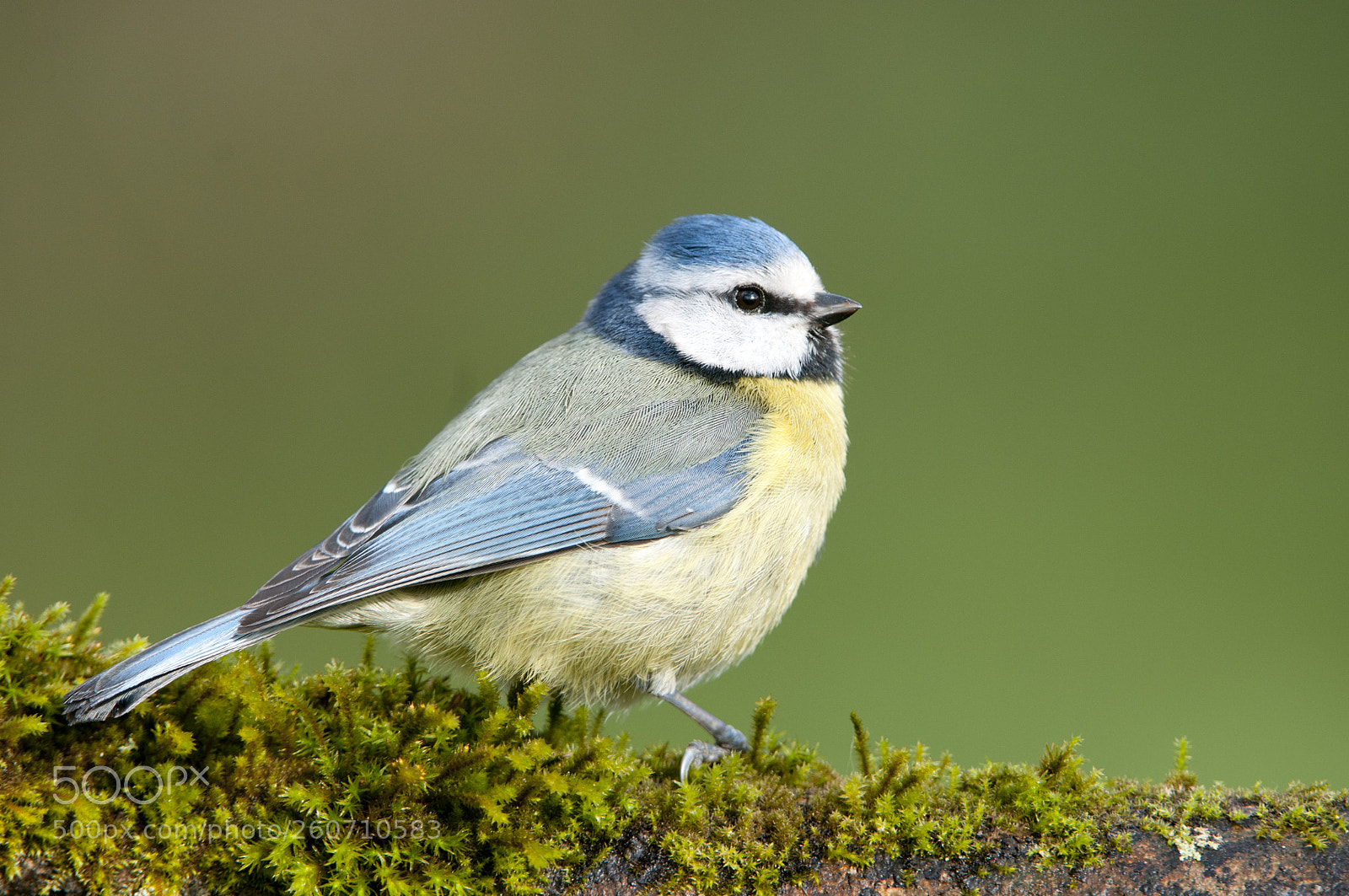 Nikon D300S sample photo. Cyanistes caeruleus photography
