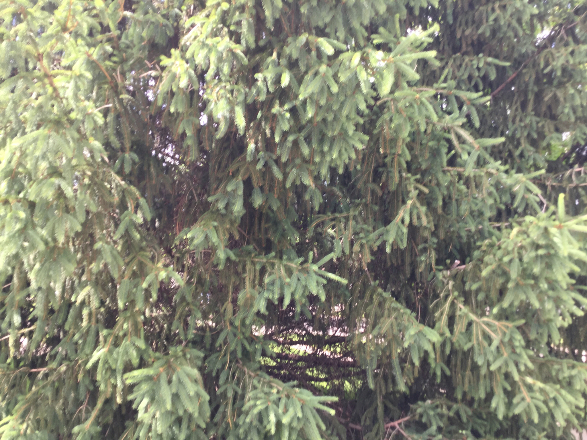 Apple iPod touch sample photo. Trees photography