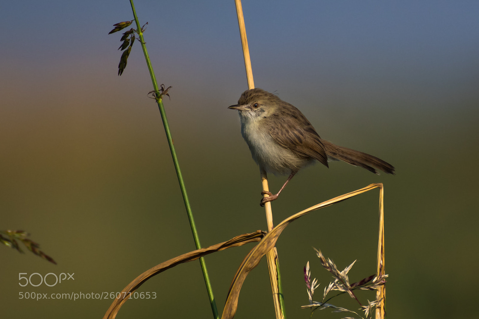 Nikon D500 sample photo. Prinia gracilis photography