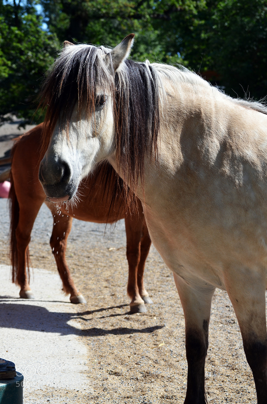 Nikon D5100 sample photo. Tinder horse photography