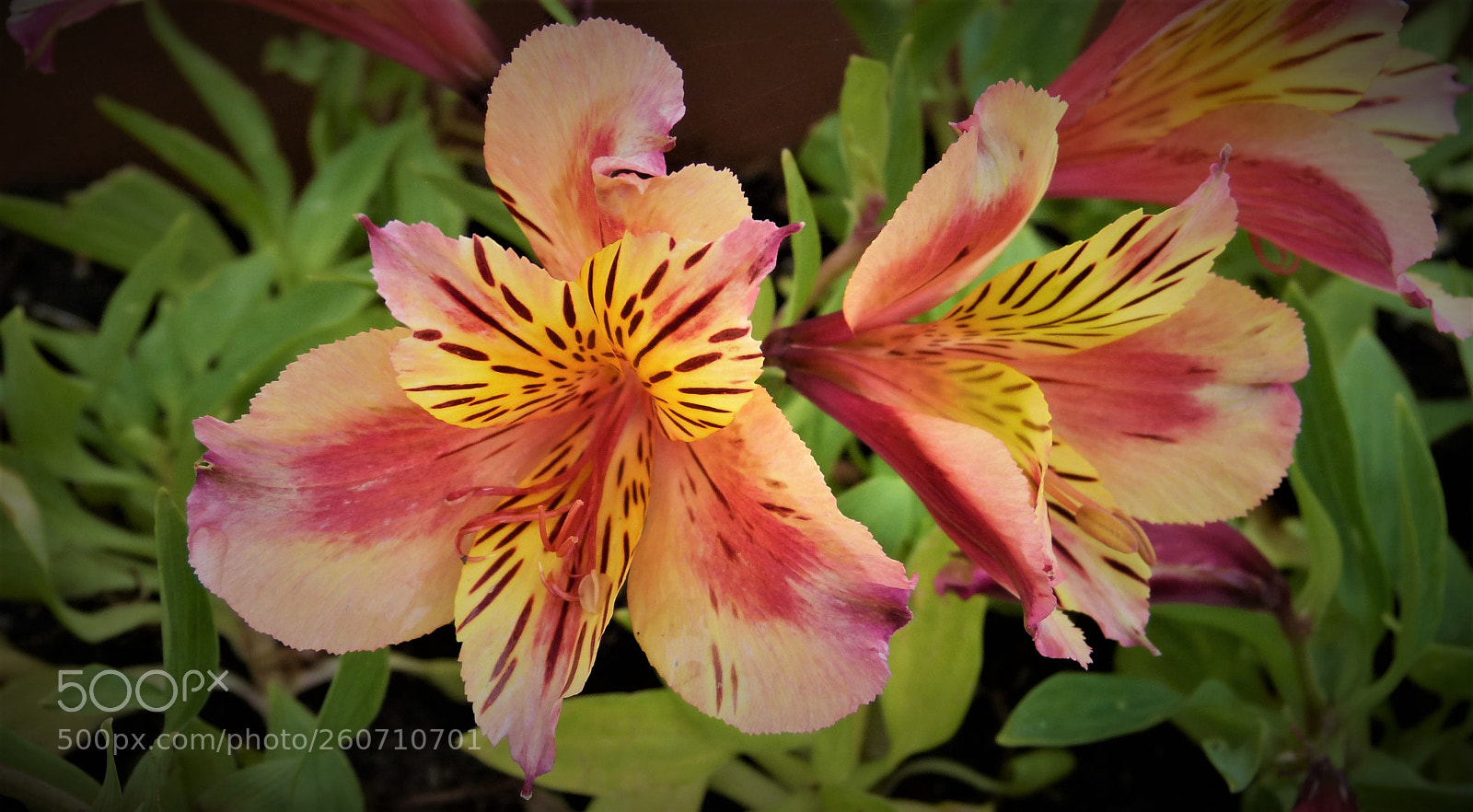 Panasonic Lumix DMC-FZ150 sample photo. Freesia photography
