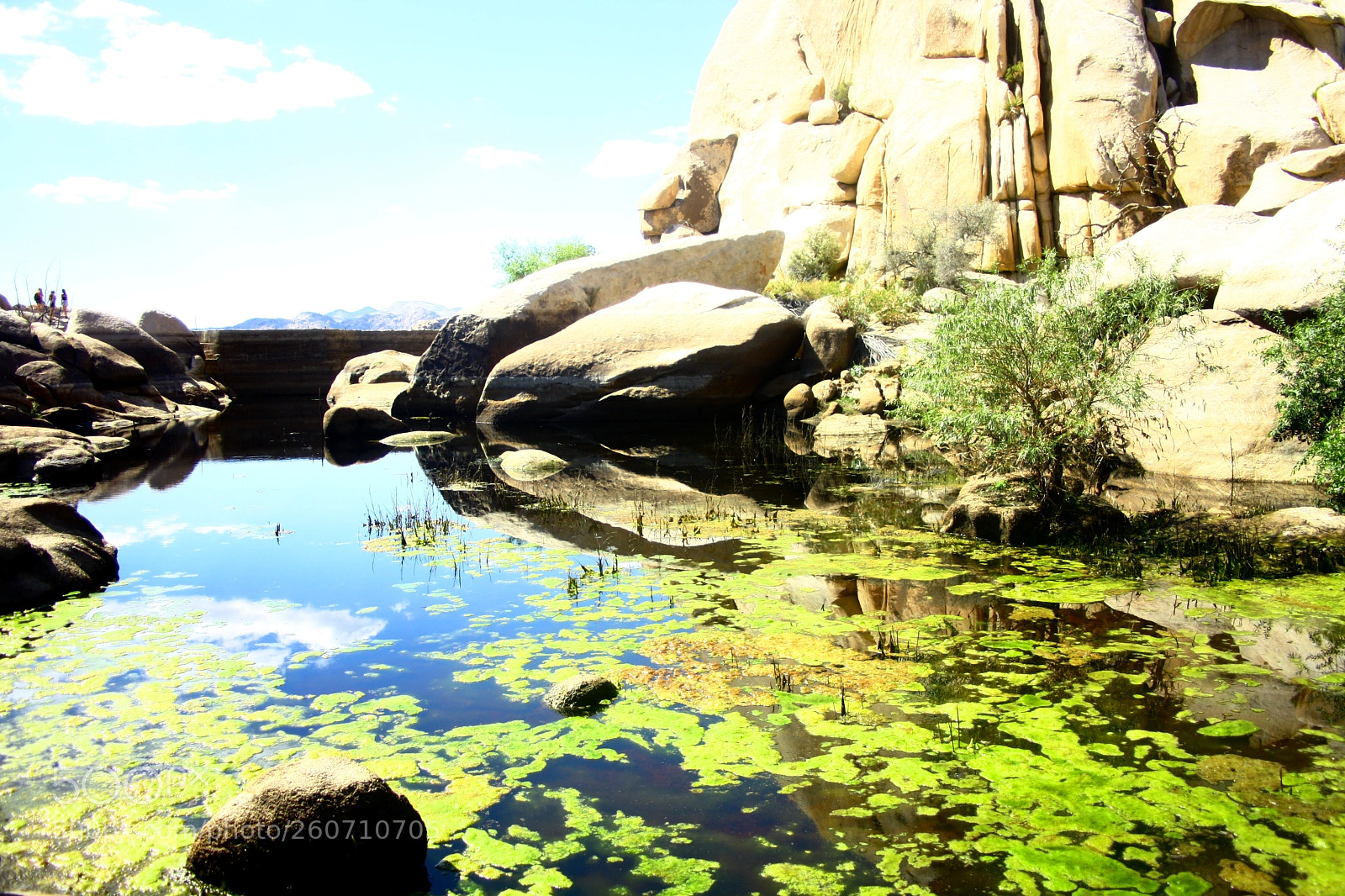 Canon EOS 1000D (EOS Digital Rebel XS / EOS Kiss F) sample photo. Joshua tree park photography