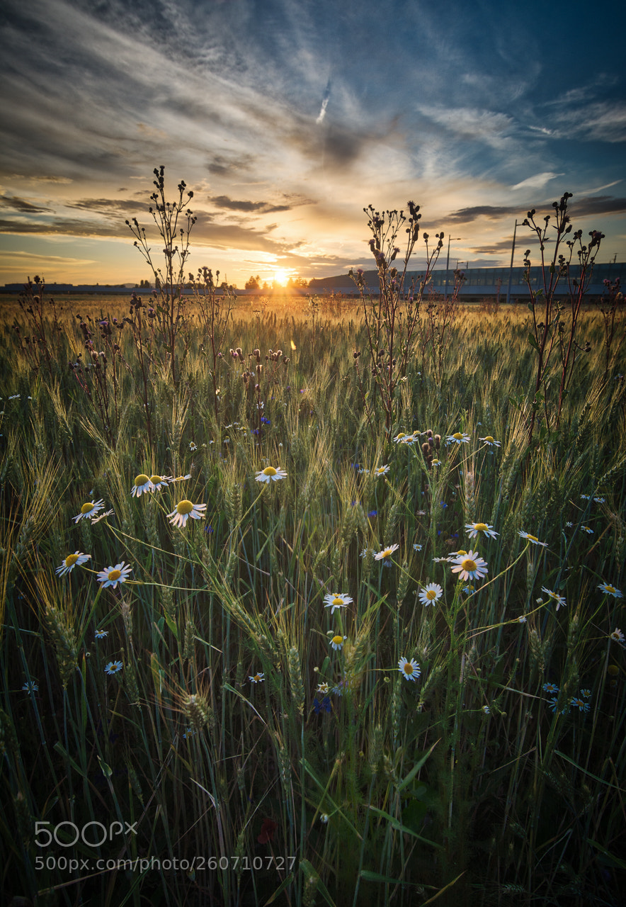 Nikon D7100 sample photo. Sunset flowers photography