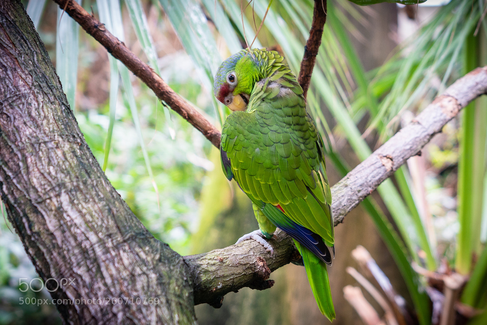Sony a7R III sample photo. Small parrot photography