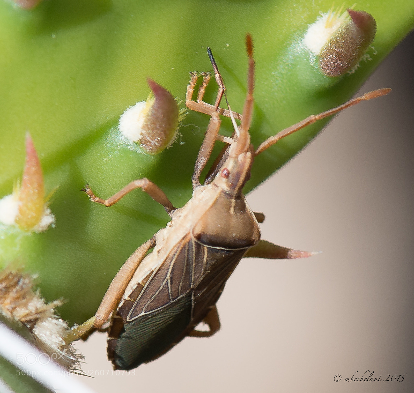 Nikon D800 sample photo. Aae o photography
