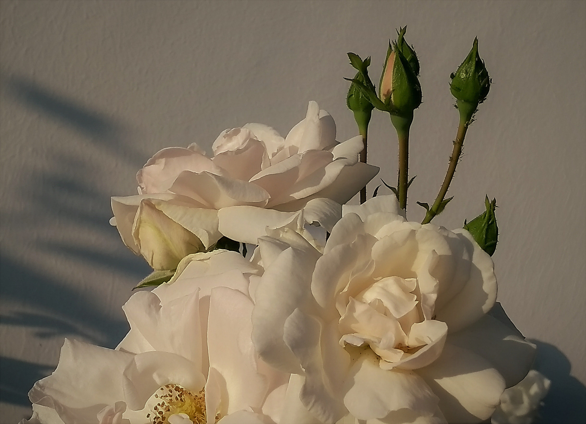 Motorola Moto G (5S) sample photo. White roses photography
