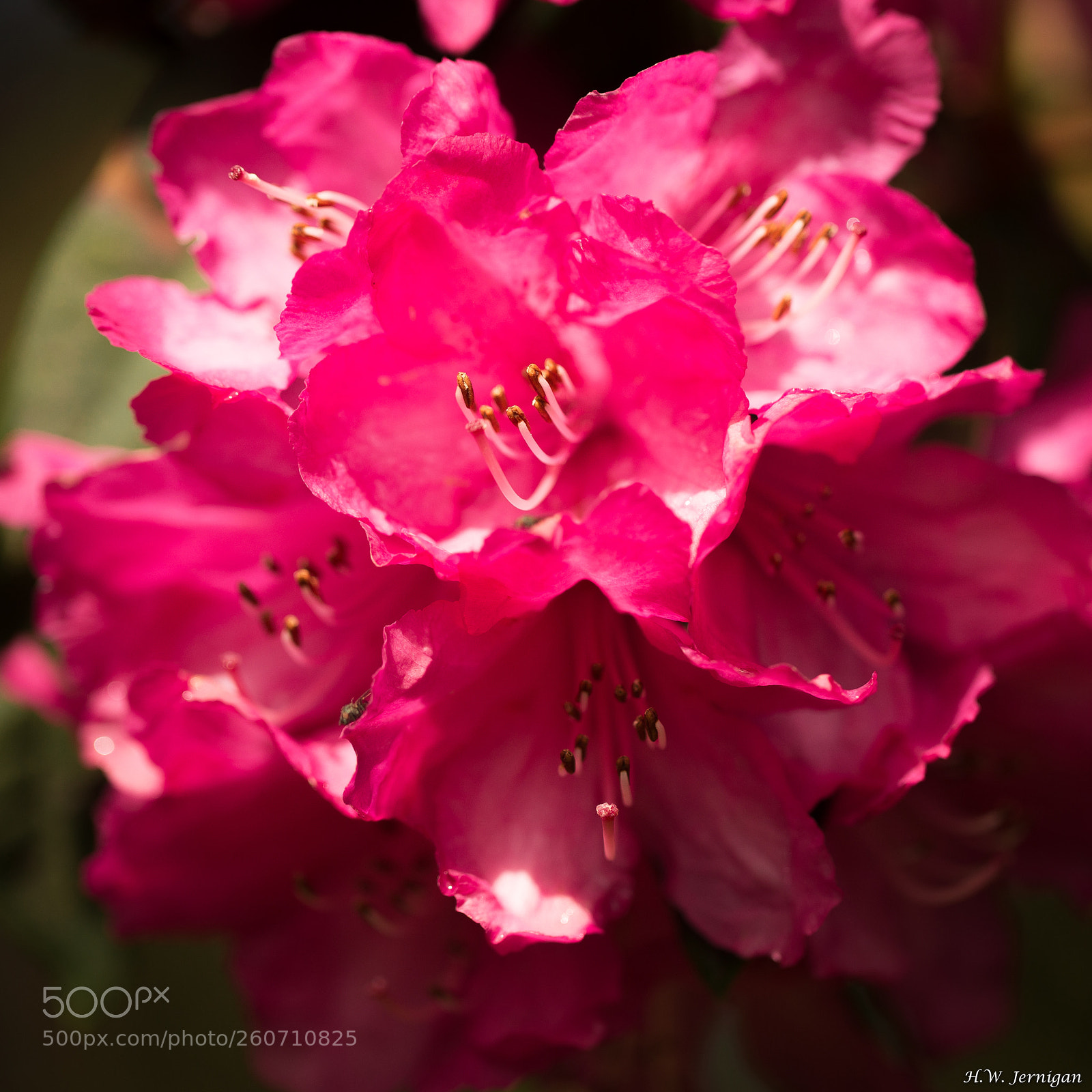 Canon EOS 6D sample photo. Bloom photography