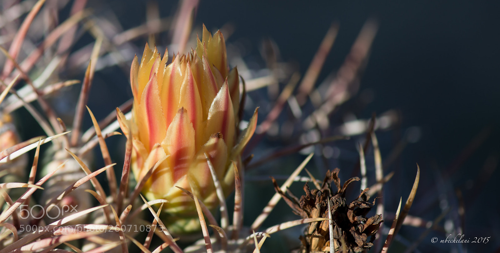 Nikon D800 sample photo. Aeaeeo photography