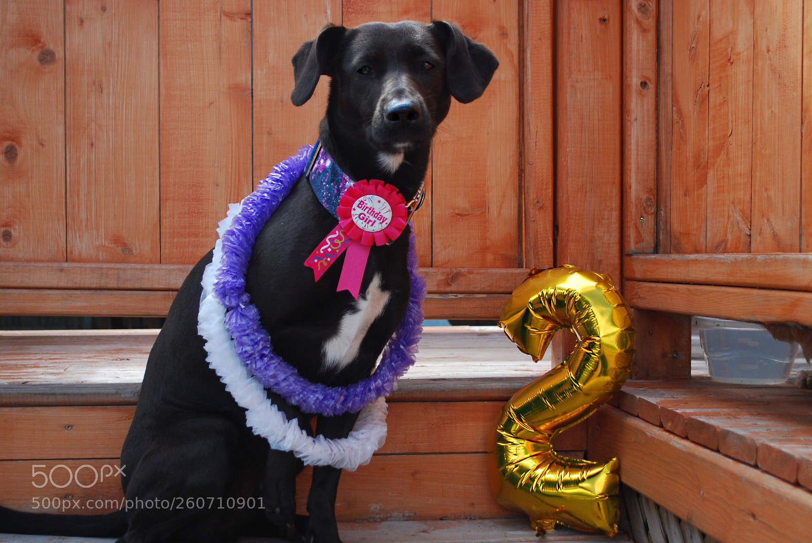Nikon D60 sample photo. Happy 2nd birthday, lady! photography