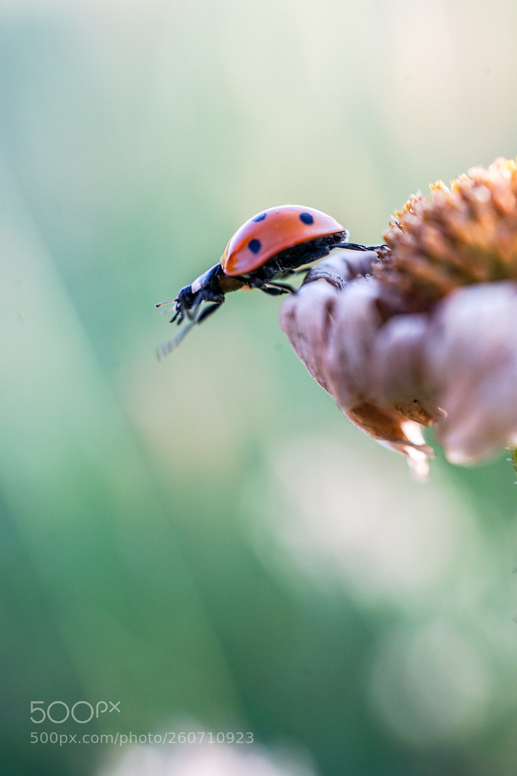 Sony a7 II sample photo. Es sind die kleinen photography