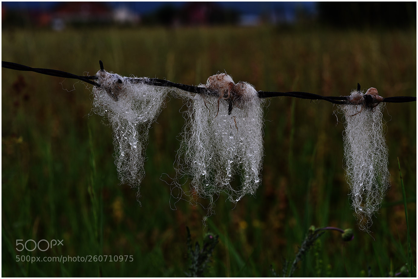 Nikon D810 sample photo. Kisno vreme photography