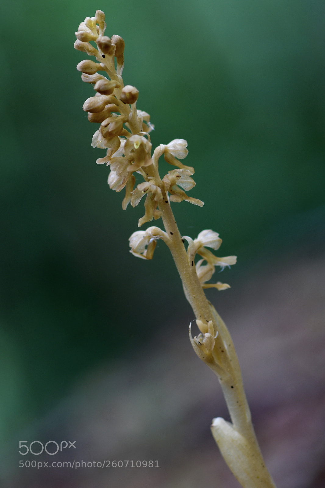 Nikon D500 sample photo. Niu d'ocell photography