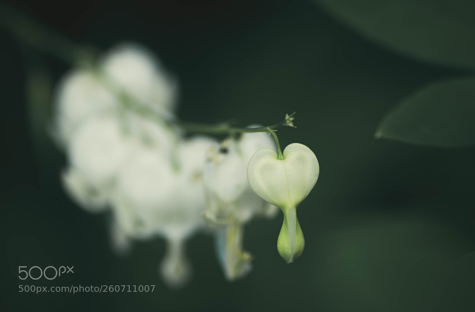 Pentax K-5 sample photo. Bleeding heart. photography