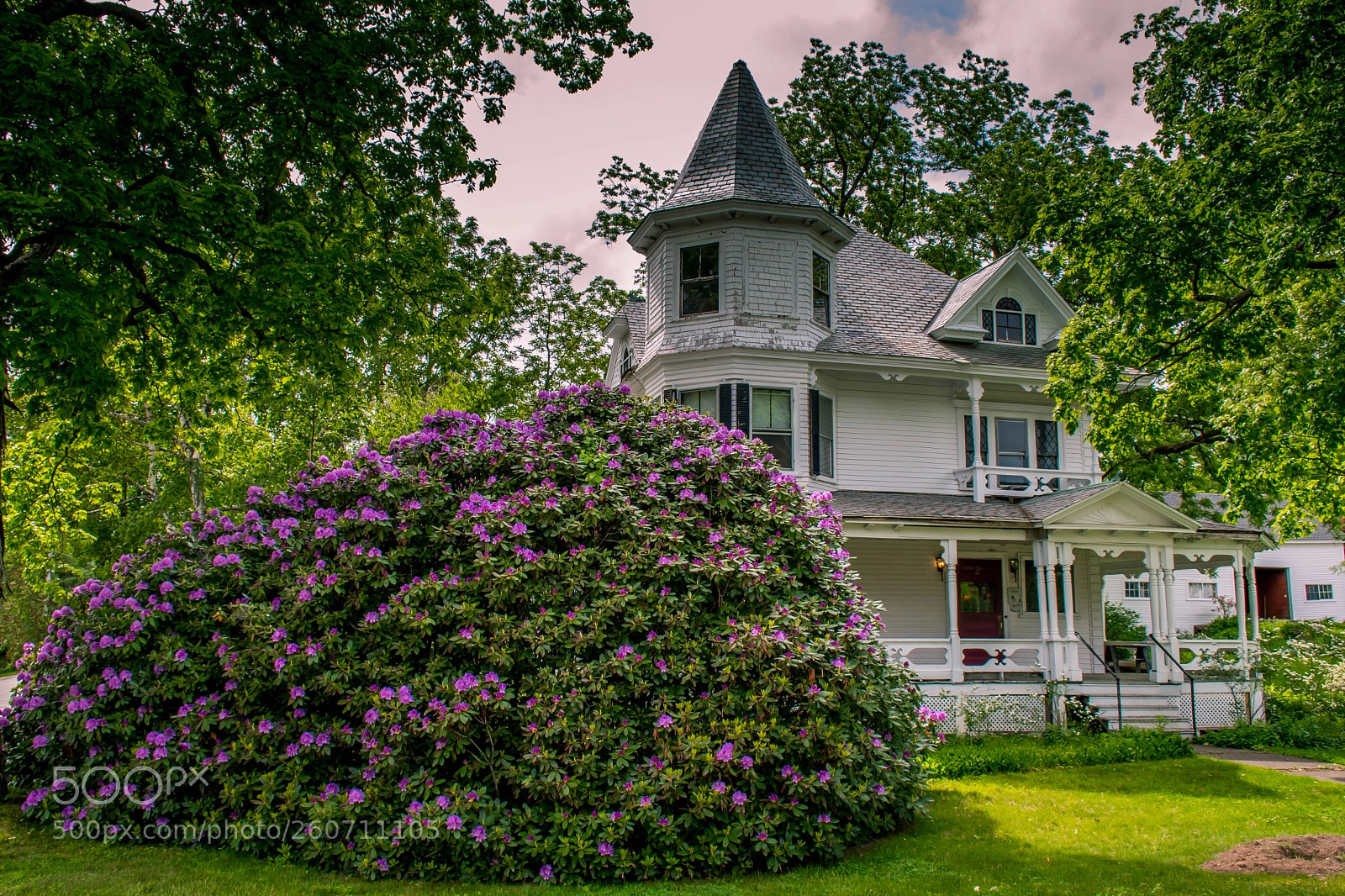 Nikon D7500 sample photo. Rhododendron house photography