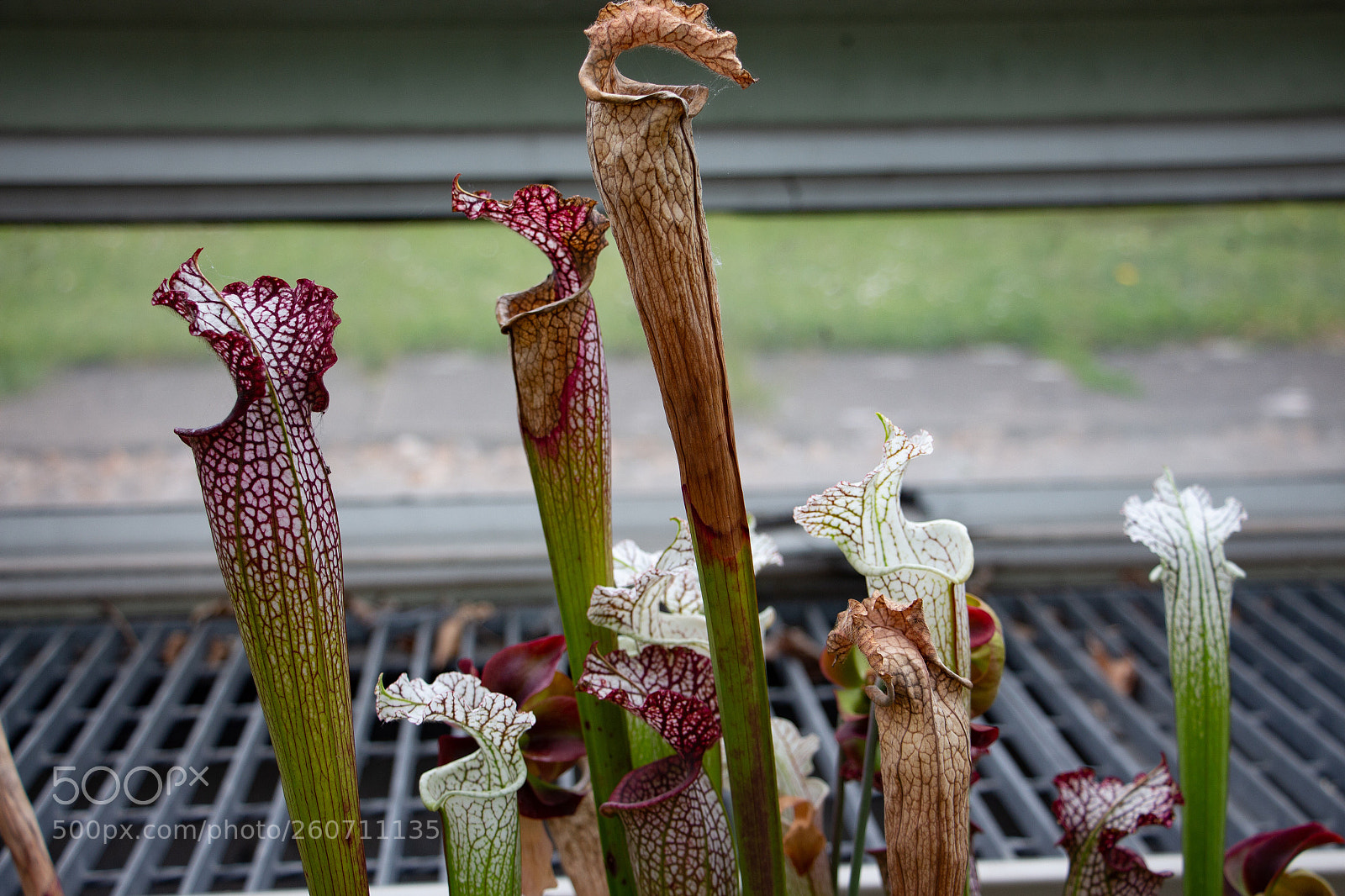 Canon EOS 650D (EOS Rebel T4i / EOS Kiss X6i) sample photo. Kew gardens london photography