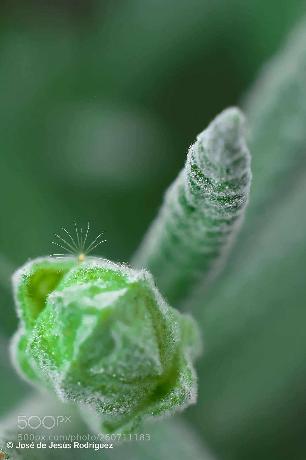 Nikon D7200 sample photo. Intruder in lavender? photography