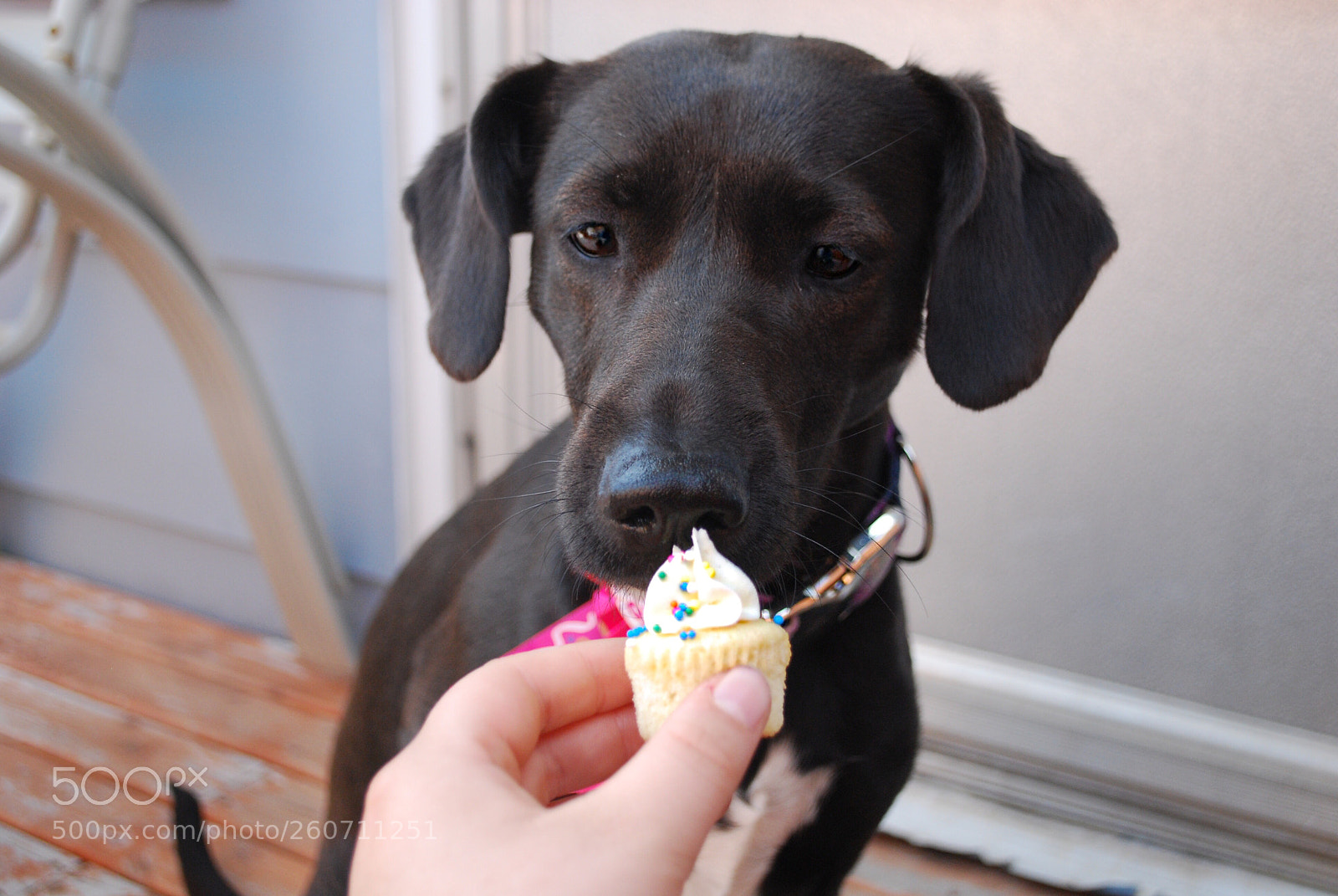 Nikon D60 sample photo. A little cake for photography