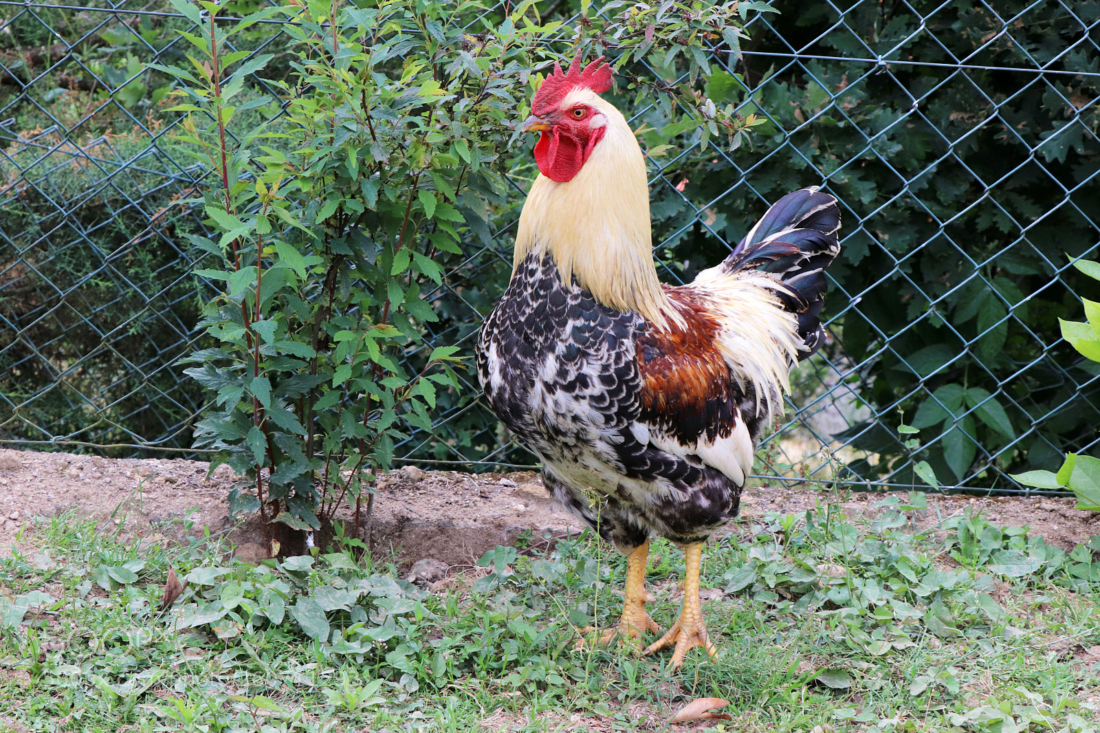 Canon EOS 77D (EOS 9000D / EOS 770D) sample photo. Rooster / galo photography