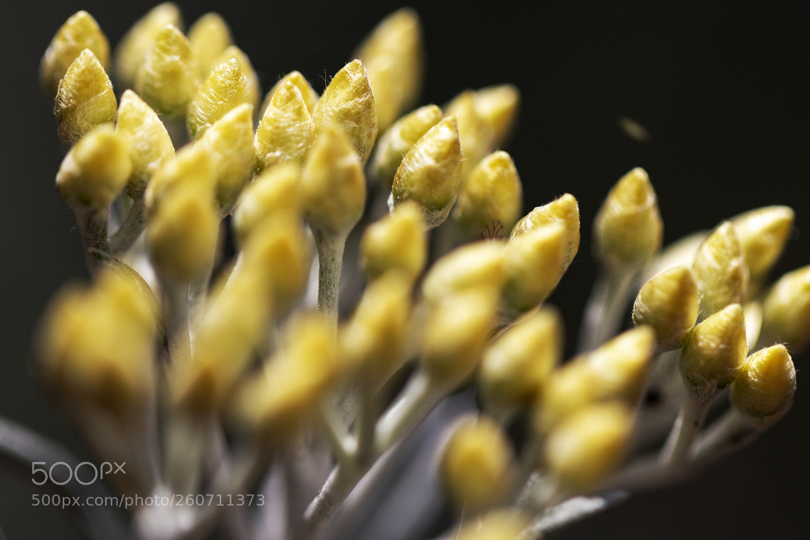 Canon EOS 600D (Rebel EOS T3i / EOS Kiss X5) sample photo. Black & yellow photography