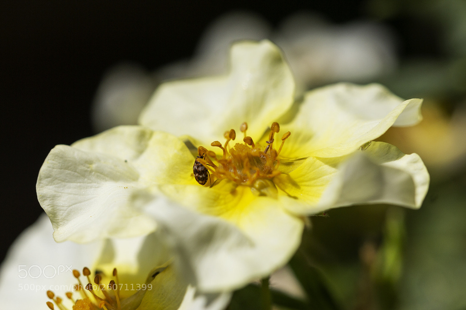 Canon EOS 600D (Rebel EOS T3i / EOS Kiss X5) sample photo. Yellow & white photography