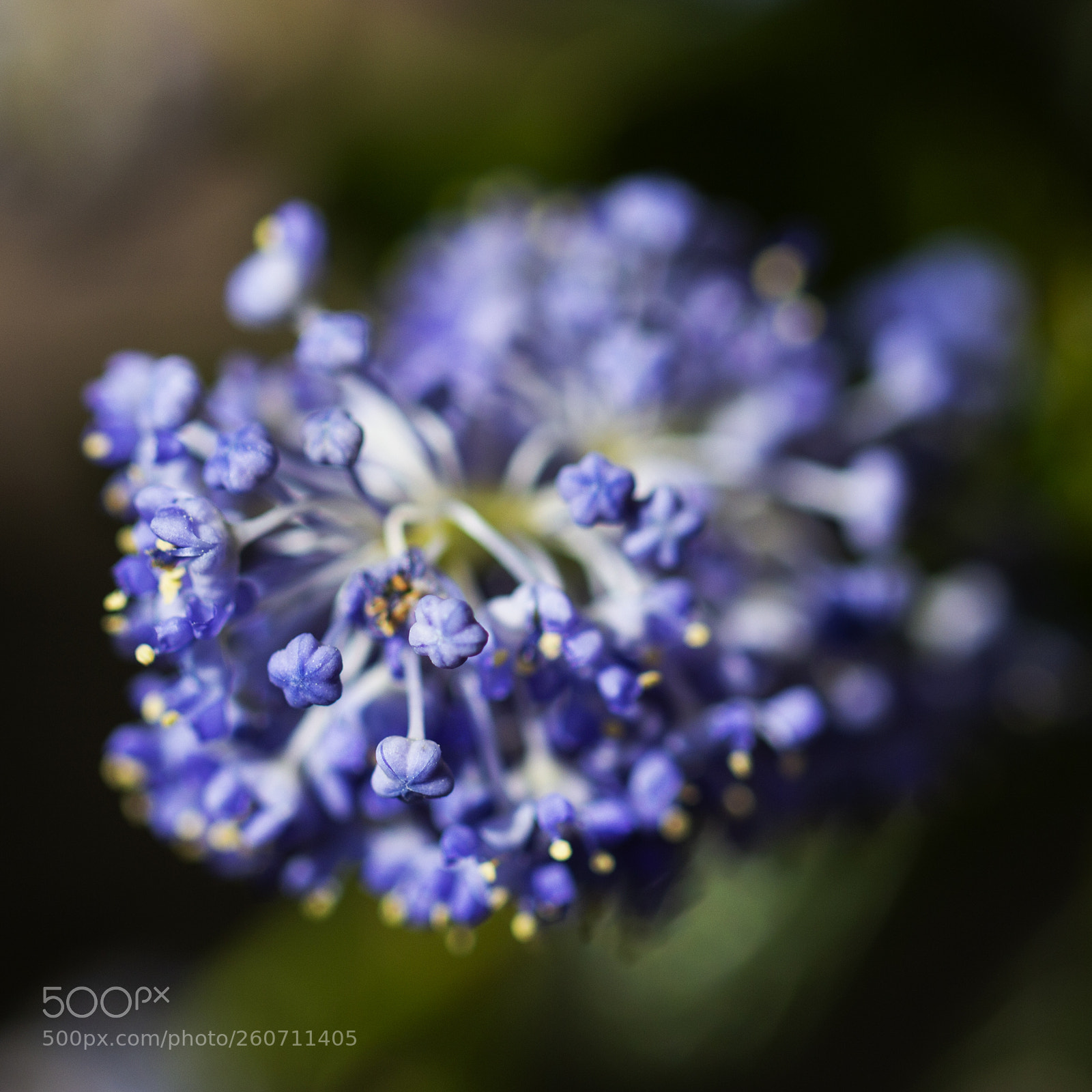 Canon EOS 600D (Rebel EOS T3i / EOS Kiss X5) sample photo. Blues photography