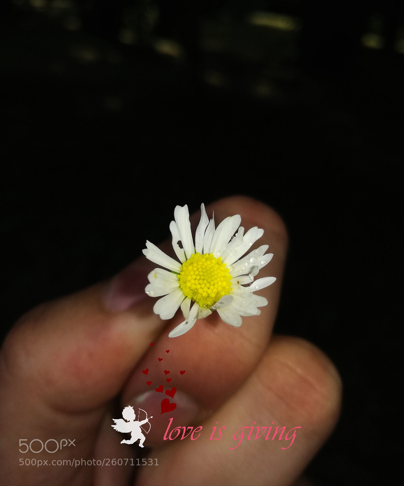 HUAWEI P9 LITE sample photo. Love and flowers photography