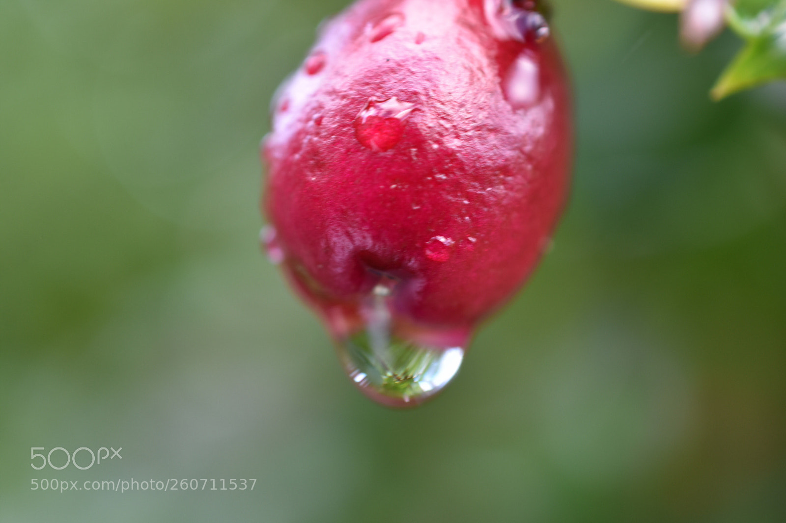 Nikon D3400 sample photo. Lilly pilly teardrop photography