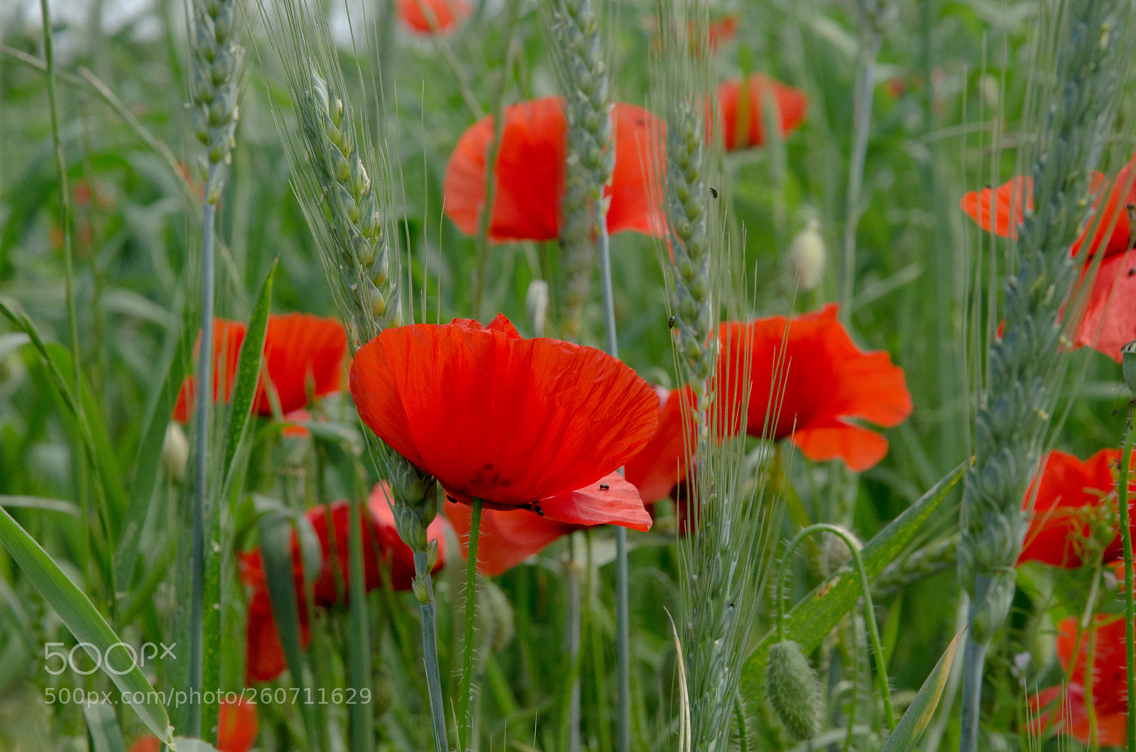 Nikon D7000 sample photo. Just poppies photography
