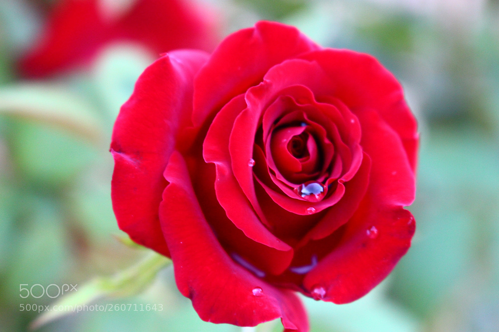 Canon EOS 700D (EOS Rebel T5i / EOS Kiss X7i) sample photo. Red rose photography