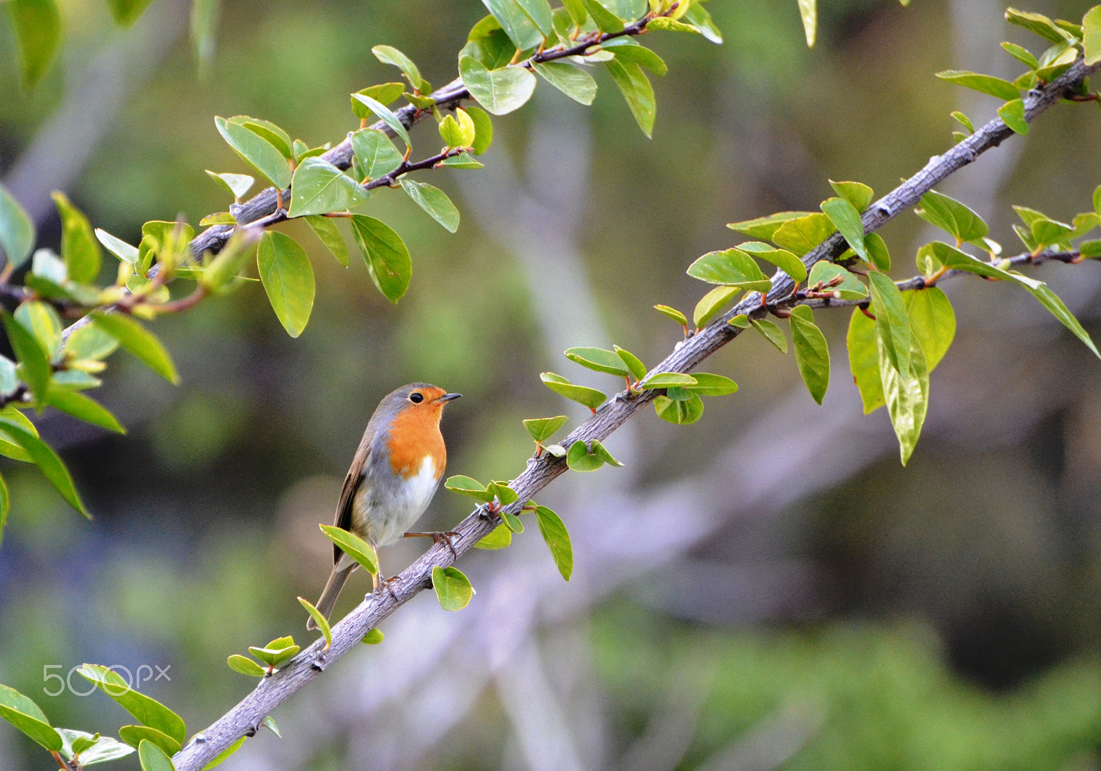 Nikon D3100 sample photo. European robin photography