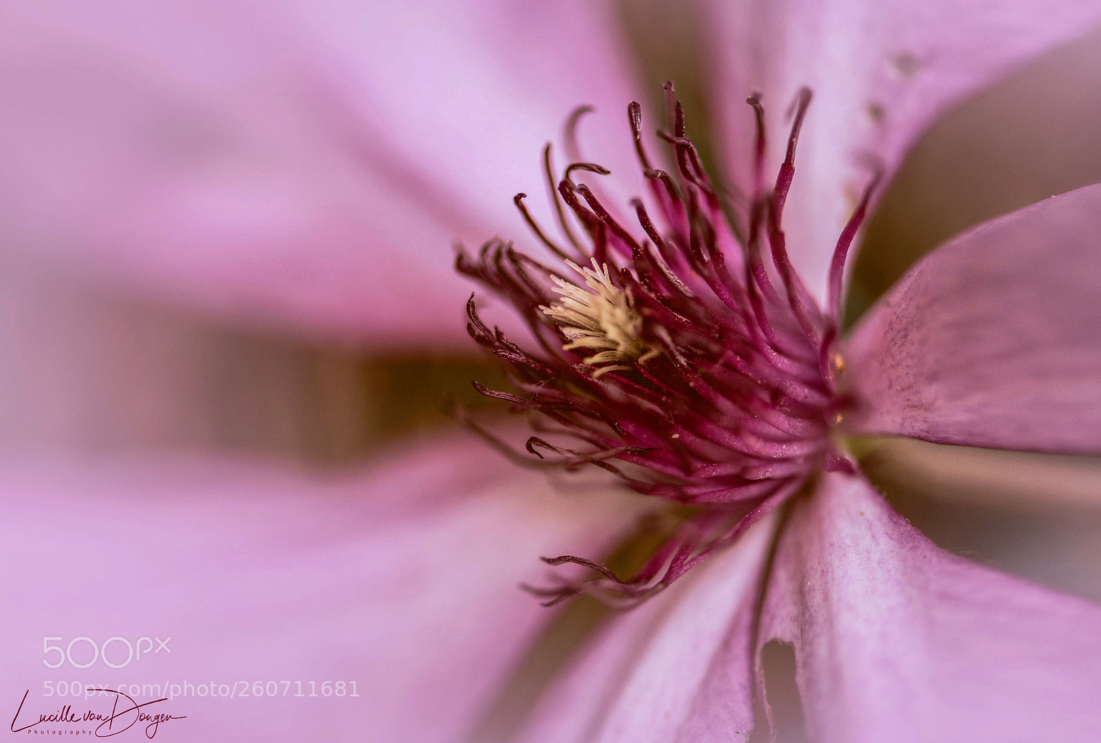 Nikon D610 sample photo. Clematis giselle photography