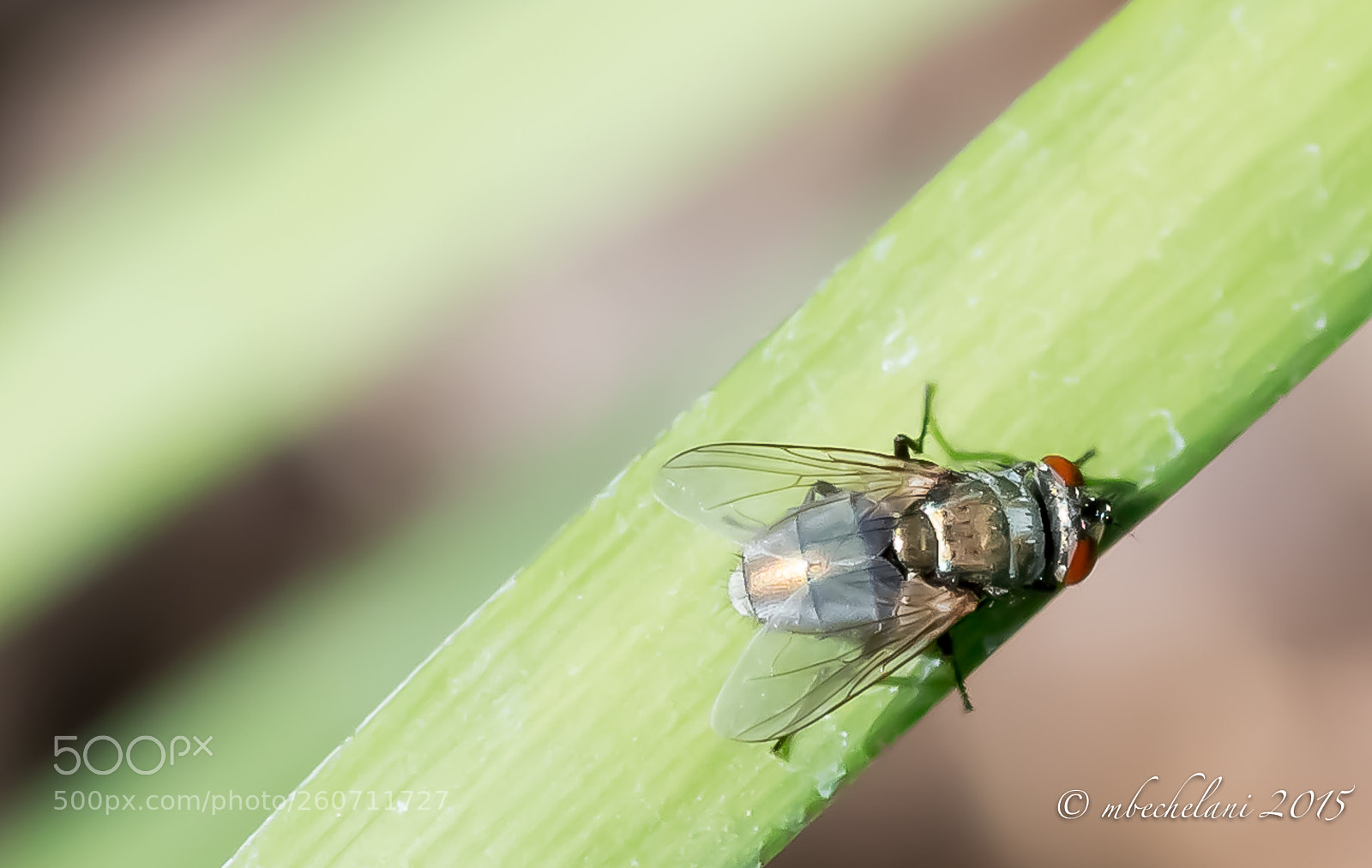 Nikon D800 sample photo. Fcda o photography