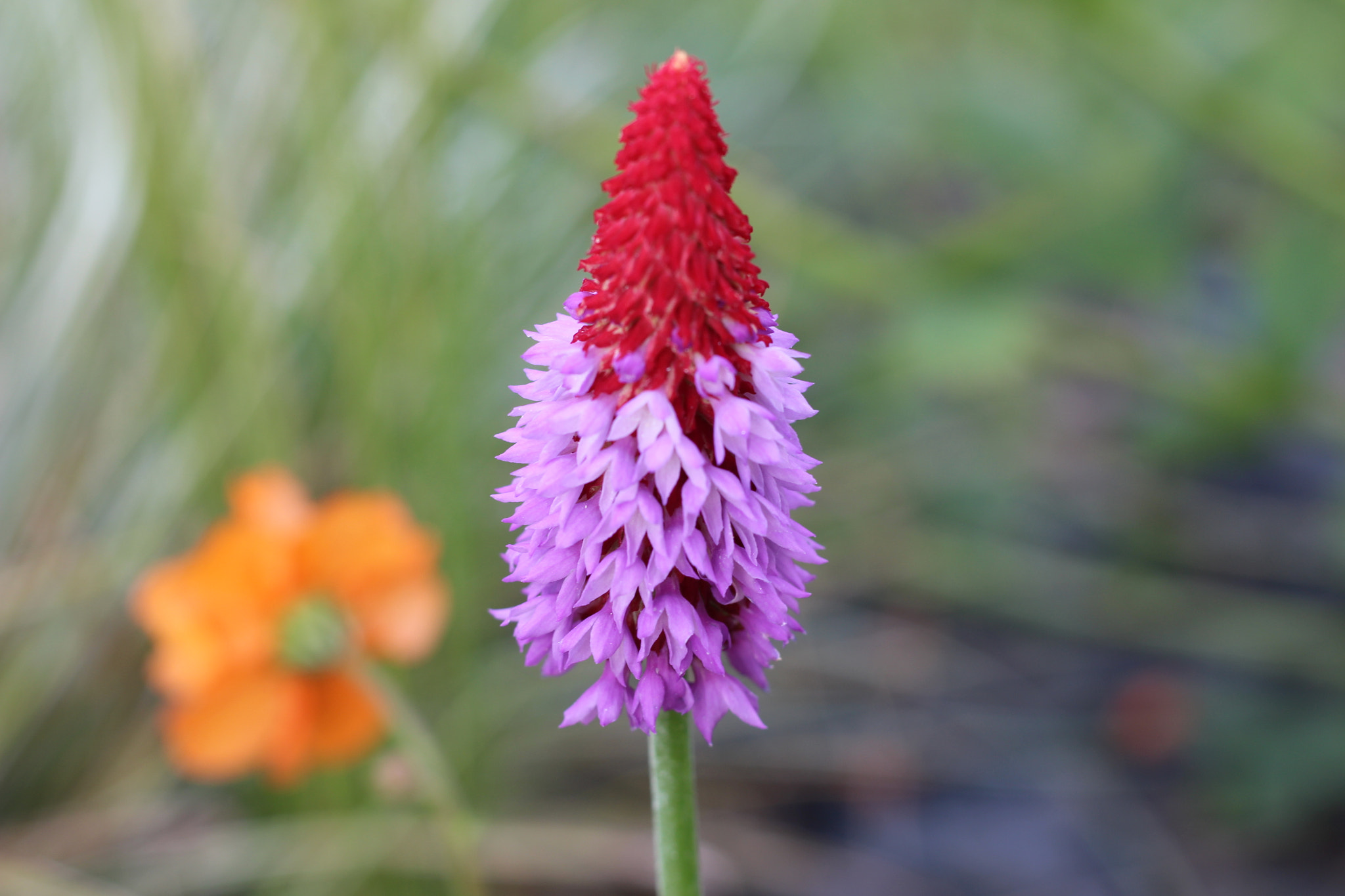 Canon EOS 100D (EOS Rebel SL1 / EOS Kiss X7) + Canon EF 50mm F1.8 STM sample photo. Dans mon jardin photography