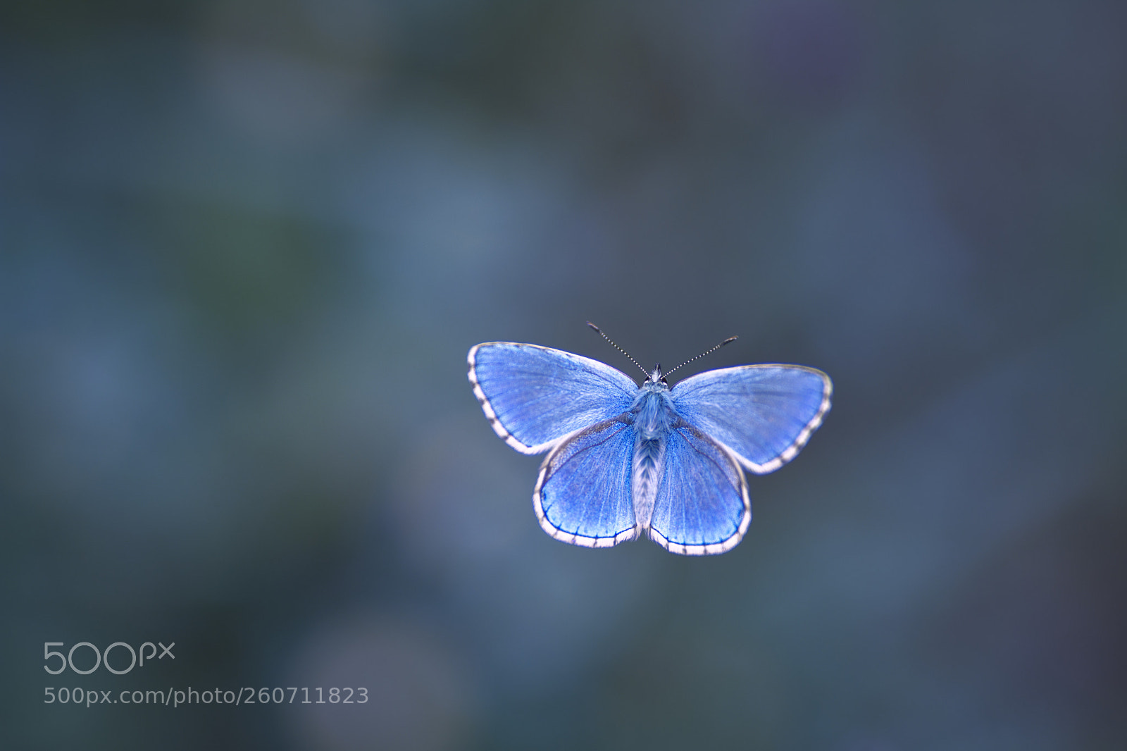 Nikon D7200 sample photo. Butterfly pinned to a photography