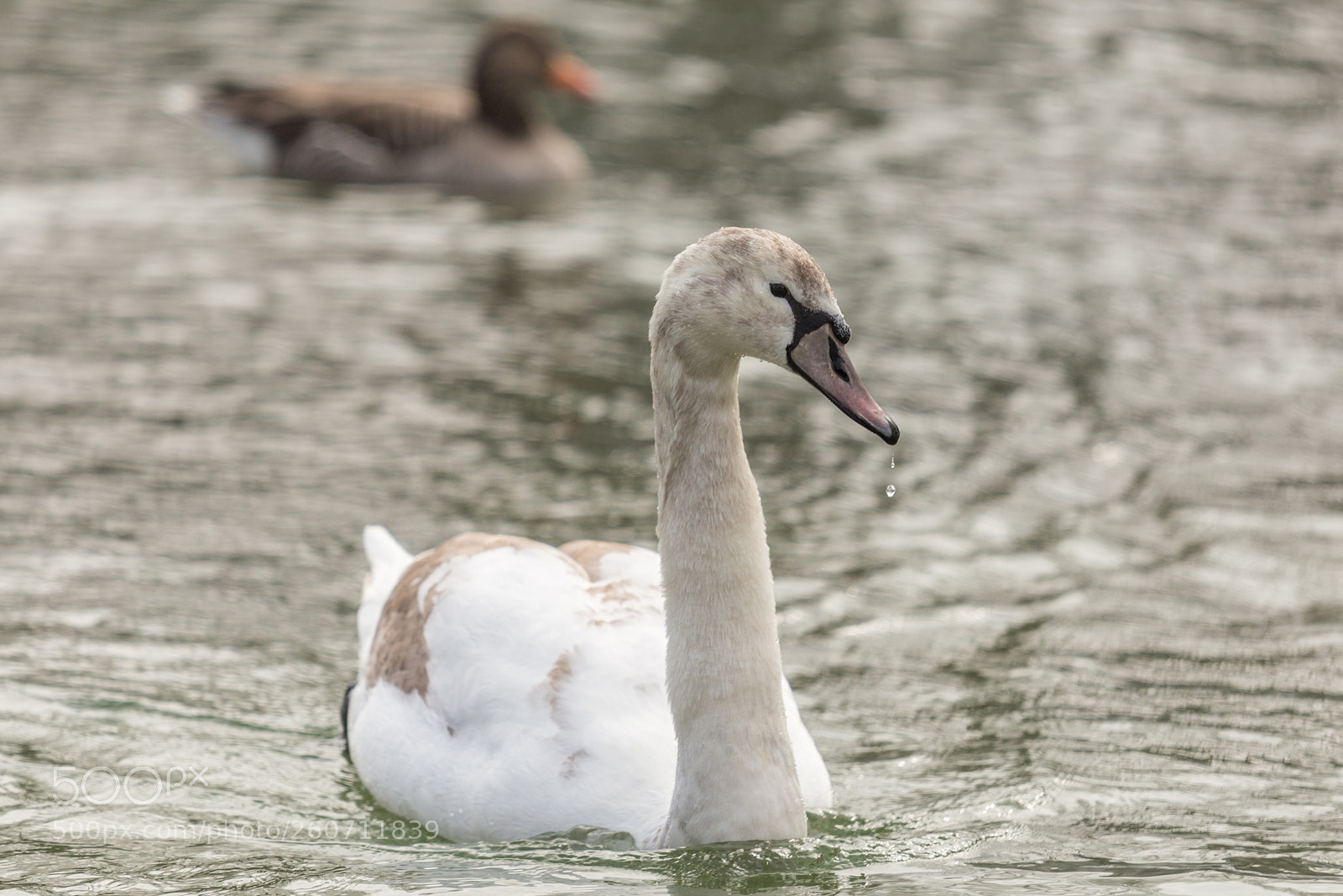 Canon EOS 6D sample photo. 2018 munich photography