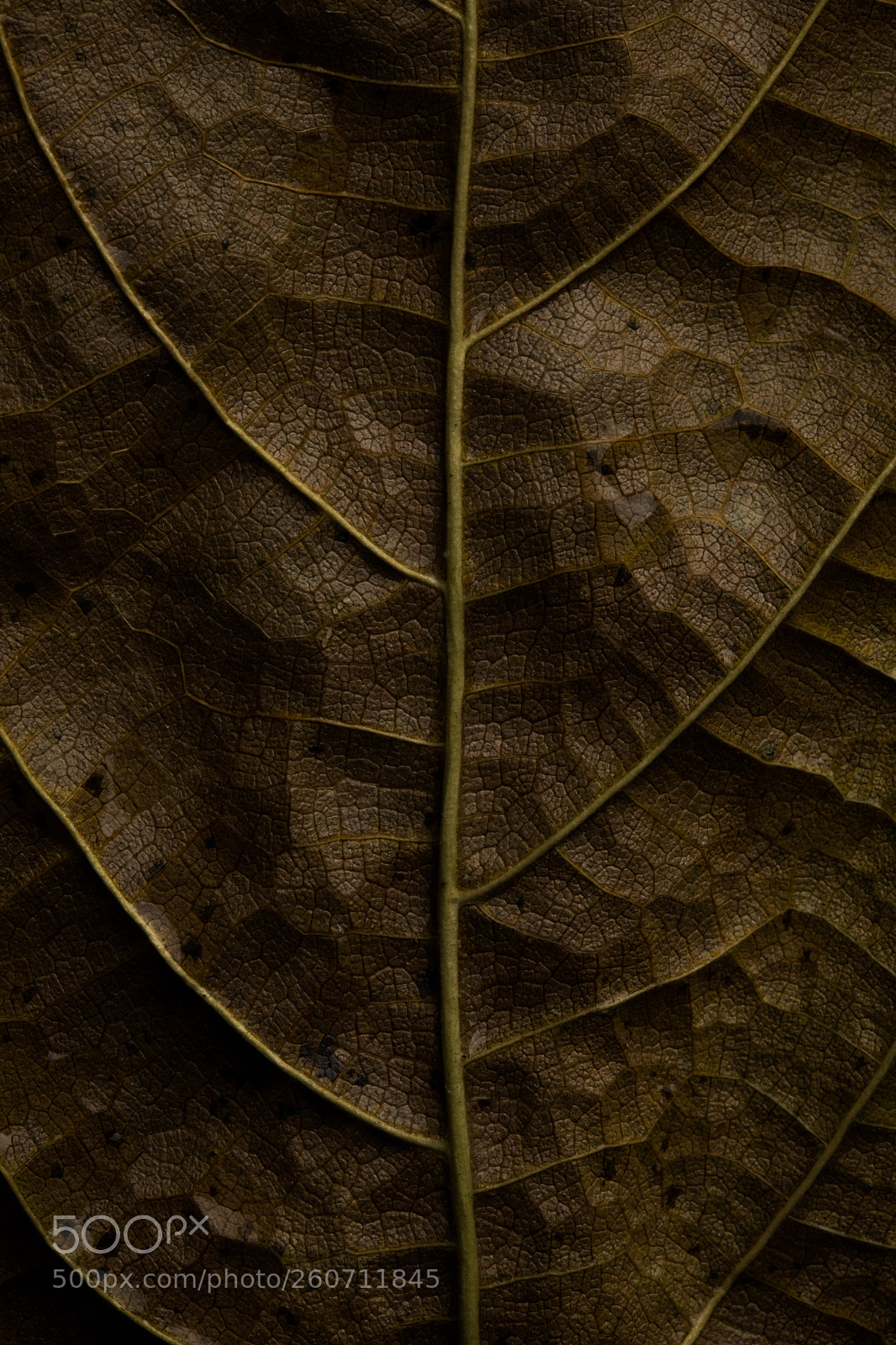 Canon EOS 5D Mark IV sample photo. Leave 5 photography