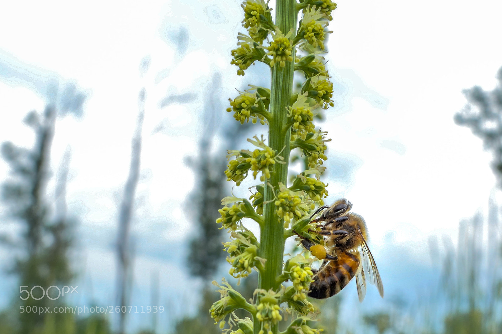 Panasonic Lumix DMC-LX10 (Lumix DMC-LX15) sample photo. Bee #2 photography