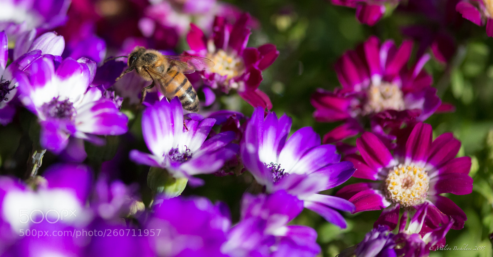 Nikon D800 sample photo. Deo photography