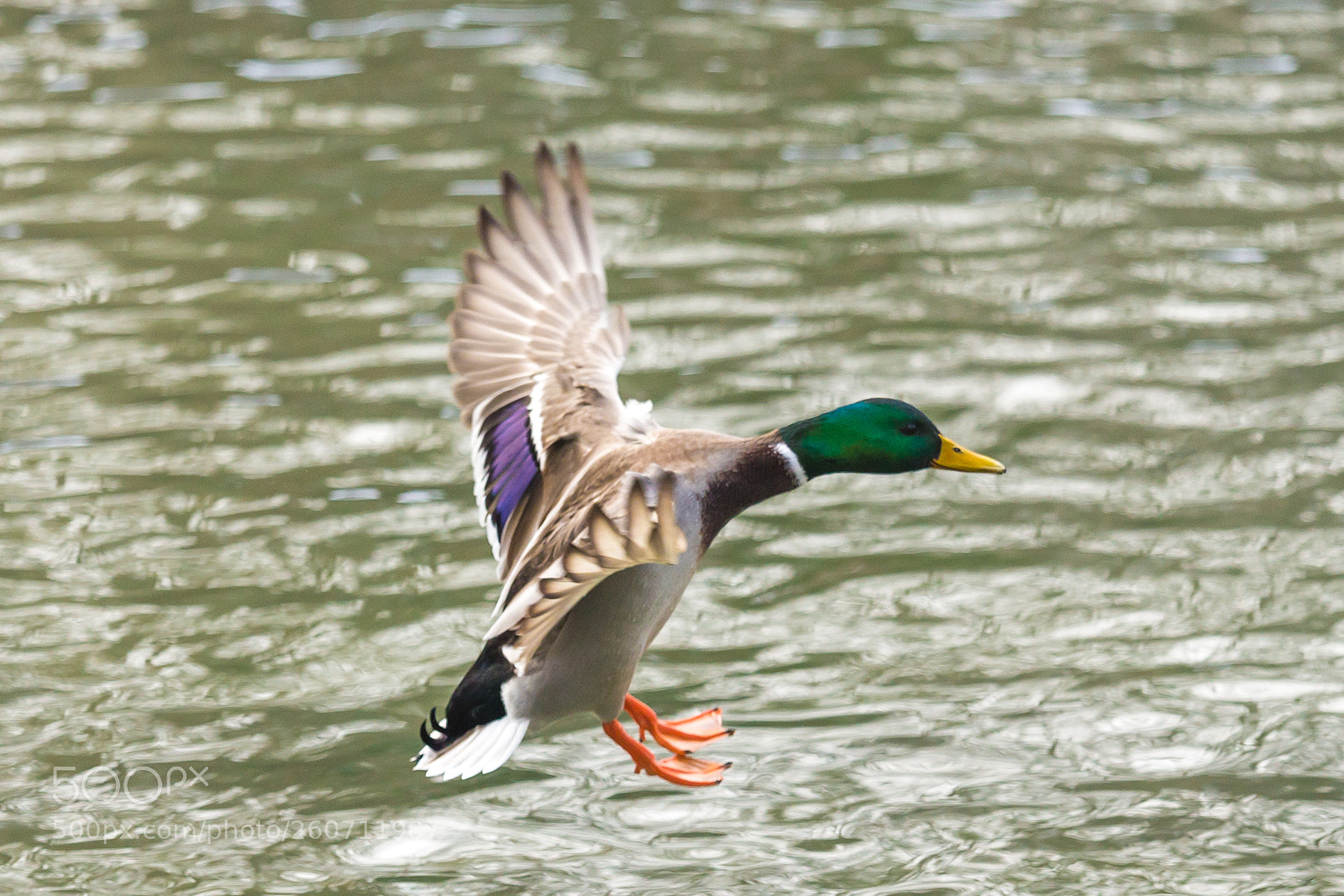 Canon EOS 6D sample photo. 2018 munich photography